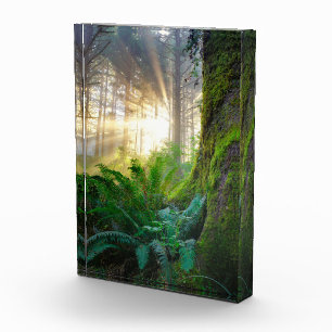 Pacific Coast Forest, Oregon Photo Block