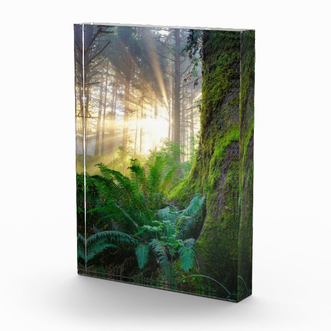 Pacific Coast Forest, Oregon Photo Block (Right)