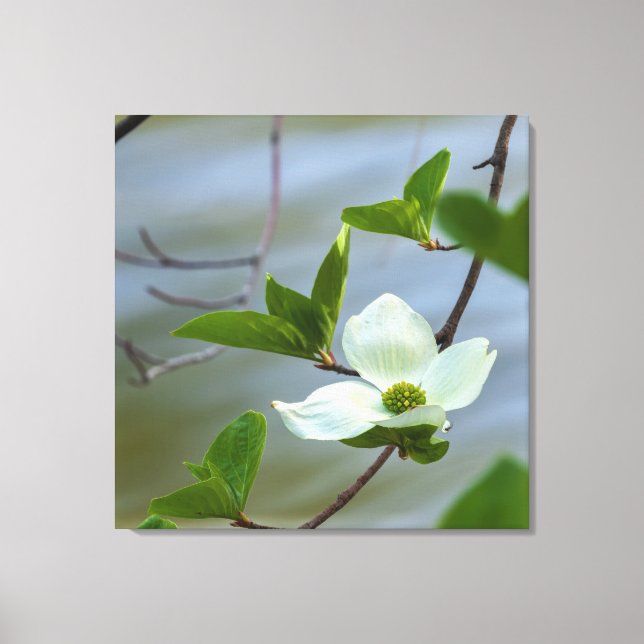 Pacific Dogwood Canvas Print (Front)