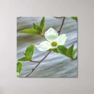 Pacific Dogwood Canvas Print