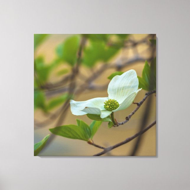 Pacific Dogwood Canvas Print (Front)