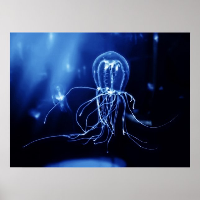 Pacific Fluorescent Jellyfish Poster (Front)