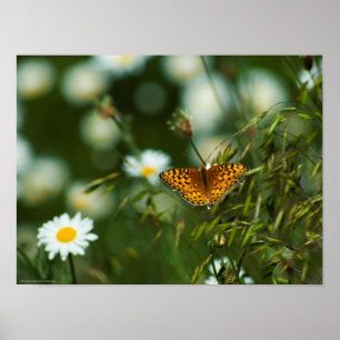 Pacific Fritillary Butterfly Poster