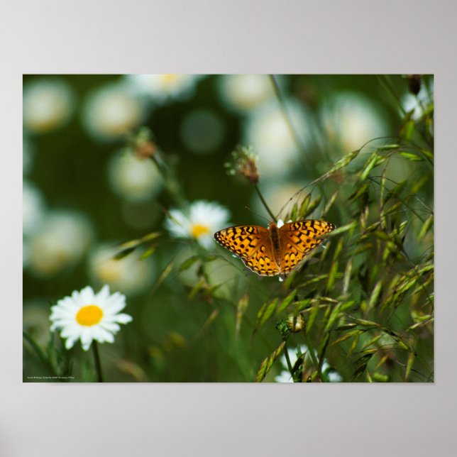 Pacific Fritillary Butterfly Poster (Front)