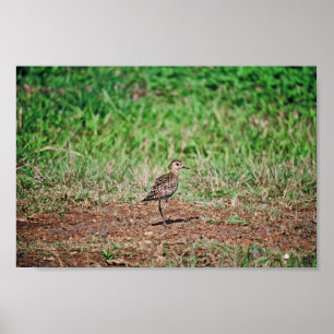 Pacific Golden Plover Poster