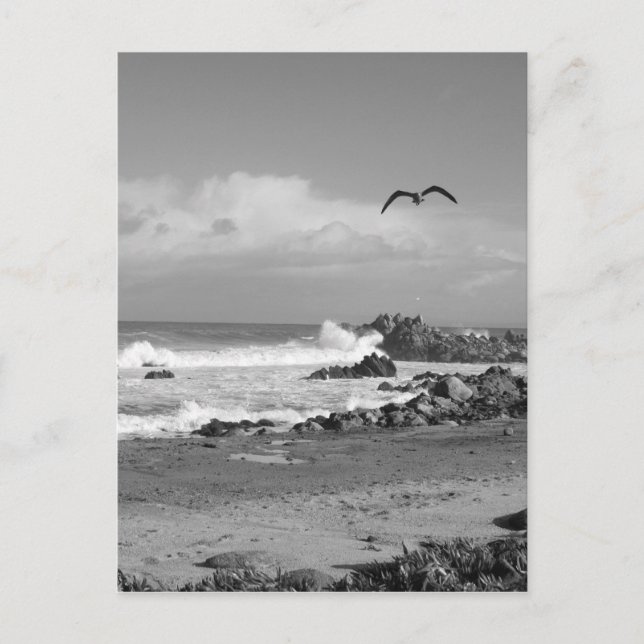 Pacific Grove Storm in Black & White Postcard (Front)