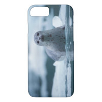 pacific harbour seal, Phoca vitulina richardsi