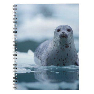 pacific harbour seal, Phoca vitulina richardsi Notebook