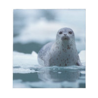 pacific harbour seal, Phoca vitulina richardsi