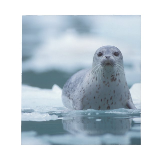 pacific harbour seal, Phoca vitulina richardsi Notepad (Front)