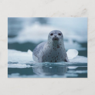 pacific harbour seal, Phoca vitulina richardsi Postcard