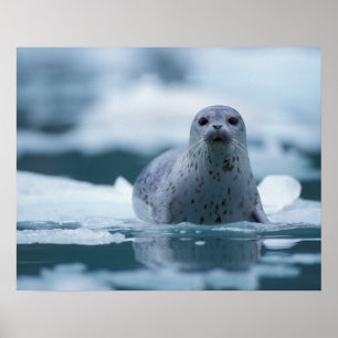 pacific harbour seal, Phoca vitulina richardsi Poster