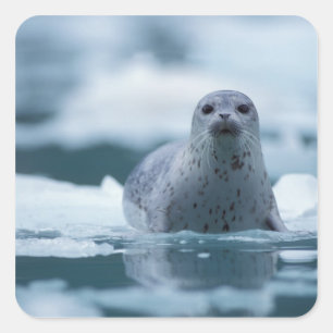 pacific harbour seal, Phoca vitulina richardsi Square Sticker