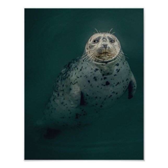 Pacific Harbour Seal Photo Print (Front)