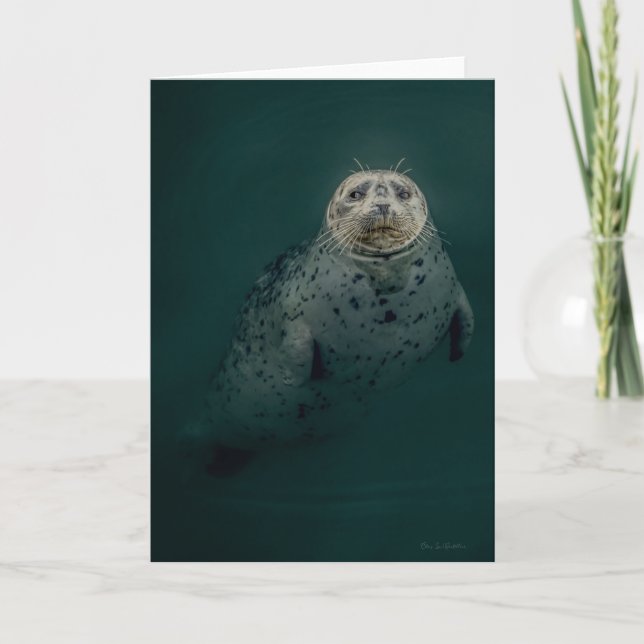 Pacific Harbour Seal Thank You Card (Front)
