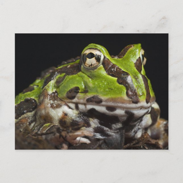 Pacific Horned Frog Ceratophrys stolzmanni) Postcard (Front)