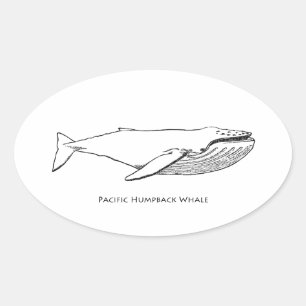 Pacific Humpback Whale Oval Sticker