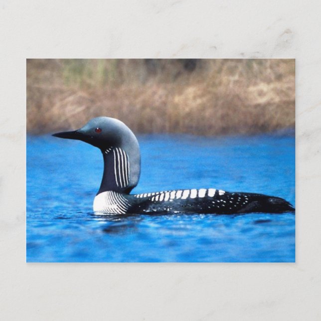 Pacific Loon Postcard (Front)