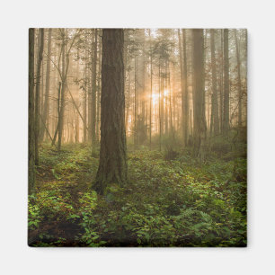 Pacific Northwest Forest Foggy Morning Magnet