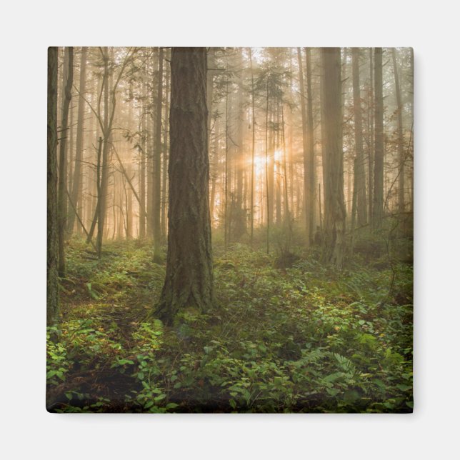 Pacific Northwest Forest | Foggy Morning Magnet (Front)