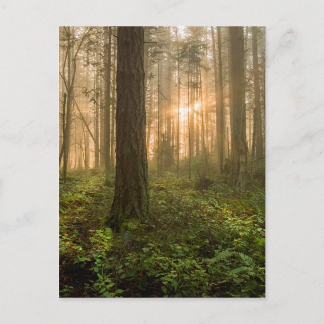 Pacific Northwest Forest | Foggy Morning Postcard (Front)
