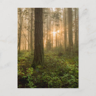 Pacific Northwest Forest   Foggy Morning Postcard