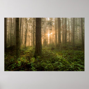 Pacific Northwest Forest   Foggy Morning Poster