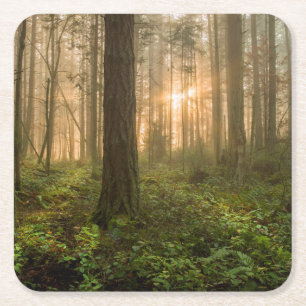 Pacific Northwest Forest Foggy Morning Square Paper Coaster