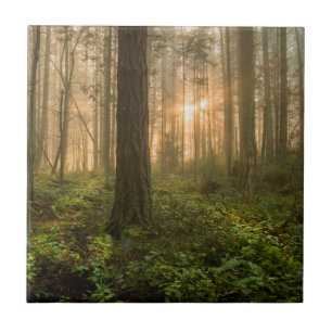Pacific Northwest Forest   Foggy Morning Tile