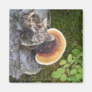 Pacific Northwest Polypore Fall Mushroom Magnet