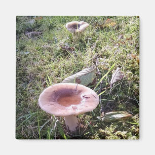 Pacific Northwest Russula Mushroom Magnet