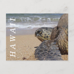 Pacific Ocean Beach Sea Turtle Hawaii Postcard