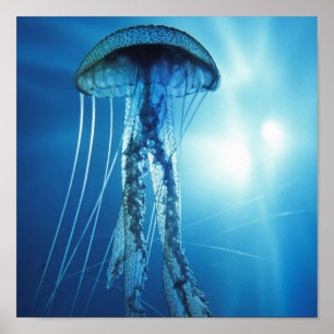Pacific_Ocean_Jellyfish Poster