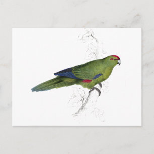 Pacific Parrakeet by Edward Lear Postcard