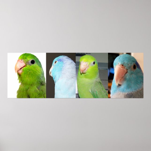 Pacific Parrotlets Green blue birds 36 x 12 Poster (Front)