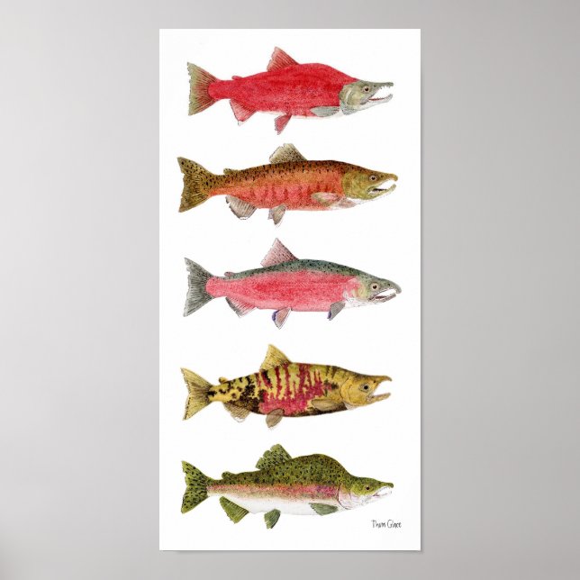 Pacific Salmon in Spawning Colours Art Poster (Front)