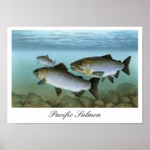 Pacific Salmon Painting Print