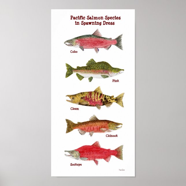 Pacific Salmon Species Art Poster (Front)
