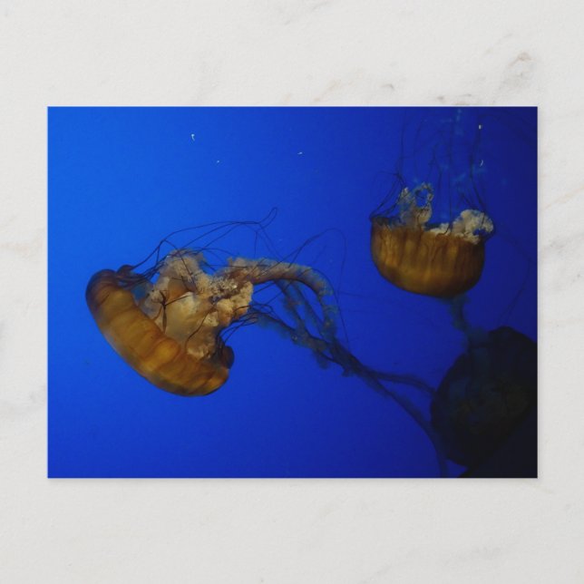 Pacific Sea Nettle Jellyfish Postcard (Front)