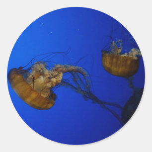 Pacific Sea Nettle Jellyfish Stickers