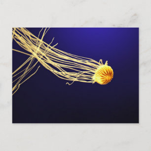 Pacific Sea Nettle Postcard