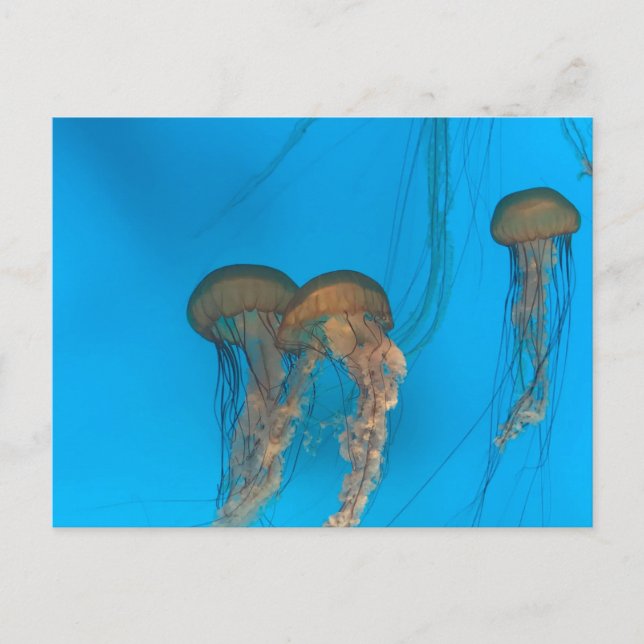 Pacific Sea Nettles Postcard (Front)