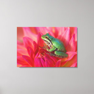 Pacific tree frog on flowers in our garden, 2 canvas print