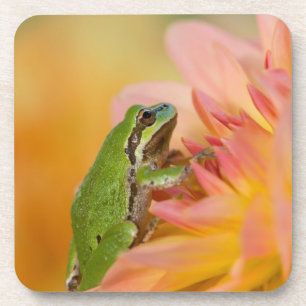 Pacific tree frog on flowers in our garden, 2 coaster