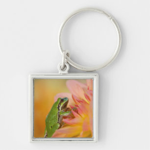 Pacific tree frog on flowers in our garden, 2 key ring