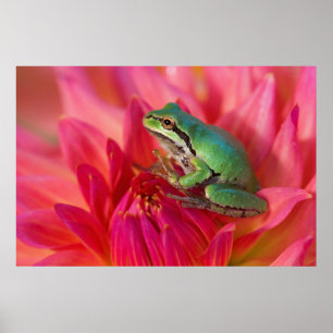 Pacific tree frog on flowers in our garden, 4 poster