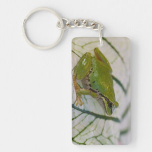 Pacific tree frog on flowers in our garden, key ring