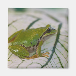 Pacific tree frog on flowers in our garden, magnet