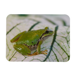 Pacific tree frog on flowers in our garden, magnet