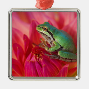 Pacific tree frog on flowers in our garden metal tree decoration